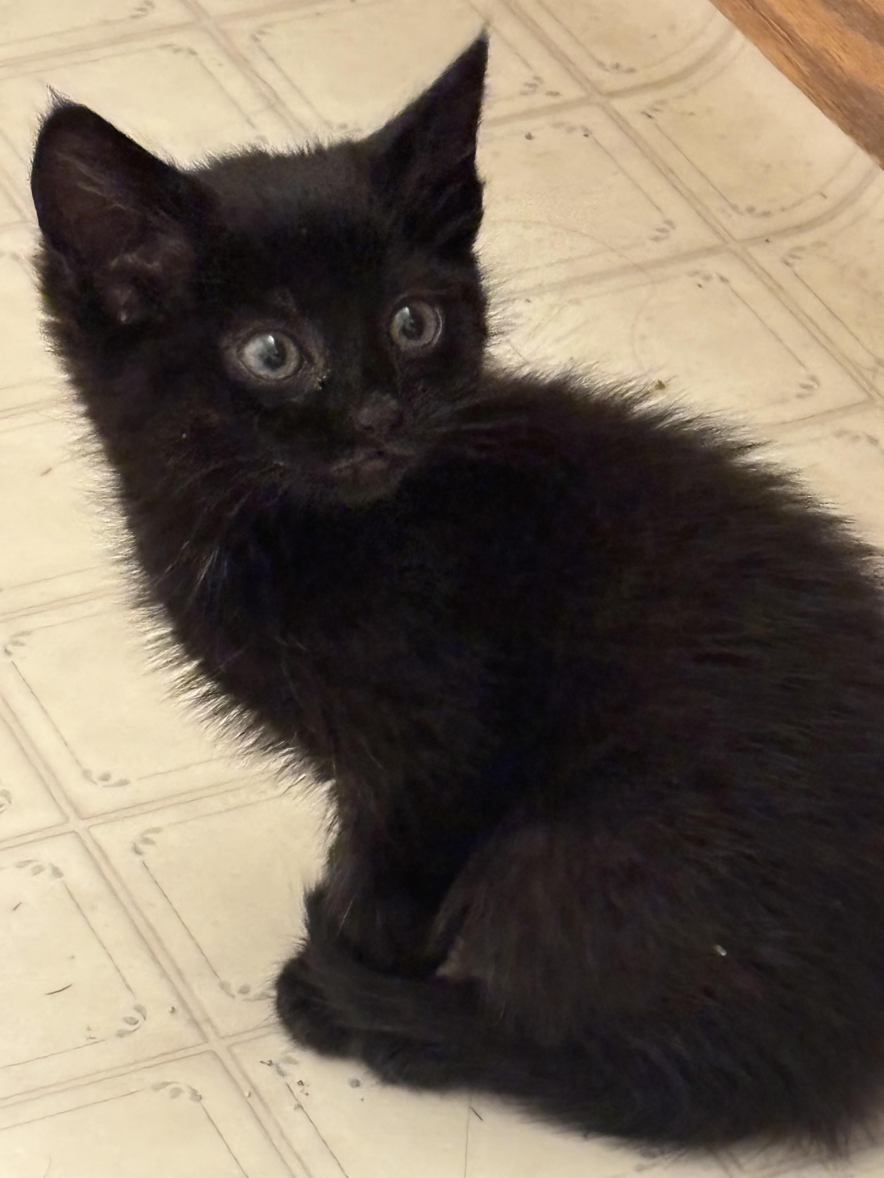 Cranberry Juice, a Adoptable Domestic Short Hair in Fruit Heights, UT image 3/6