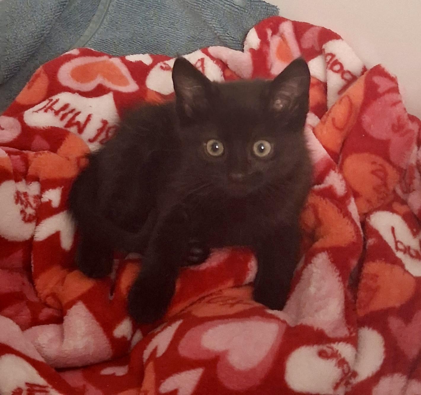 Cranberry Juice, a Adoptable Domestic Short Hair in Fruit Heights, UT image 4/6