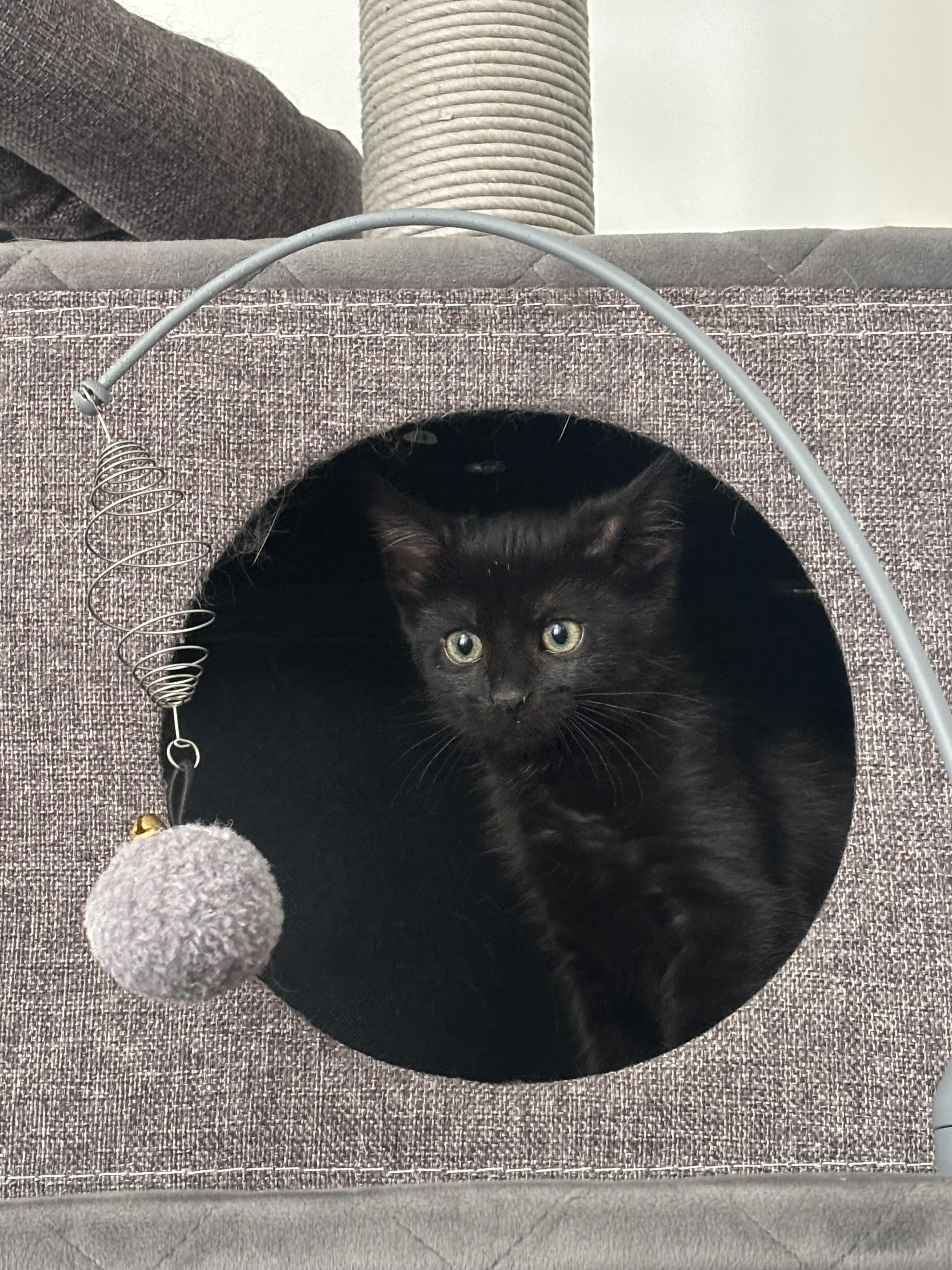Cranberry Juice, a Adoptable Domestic Short Hair in Fruit Heights, UT image 5/6