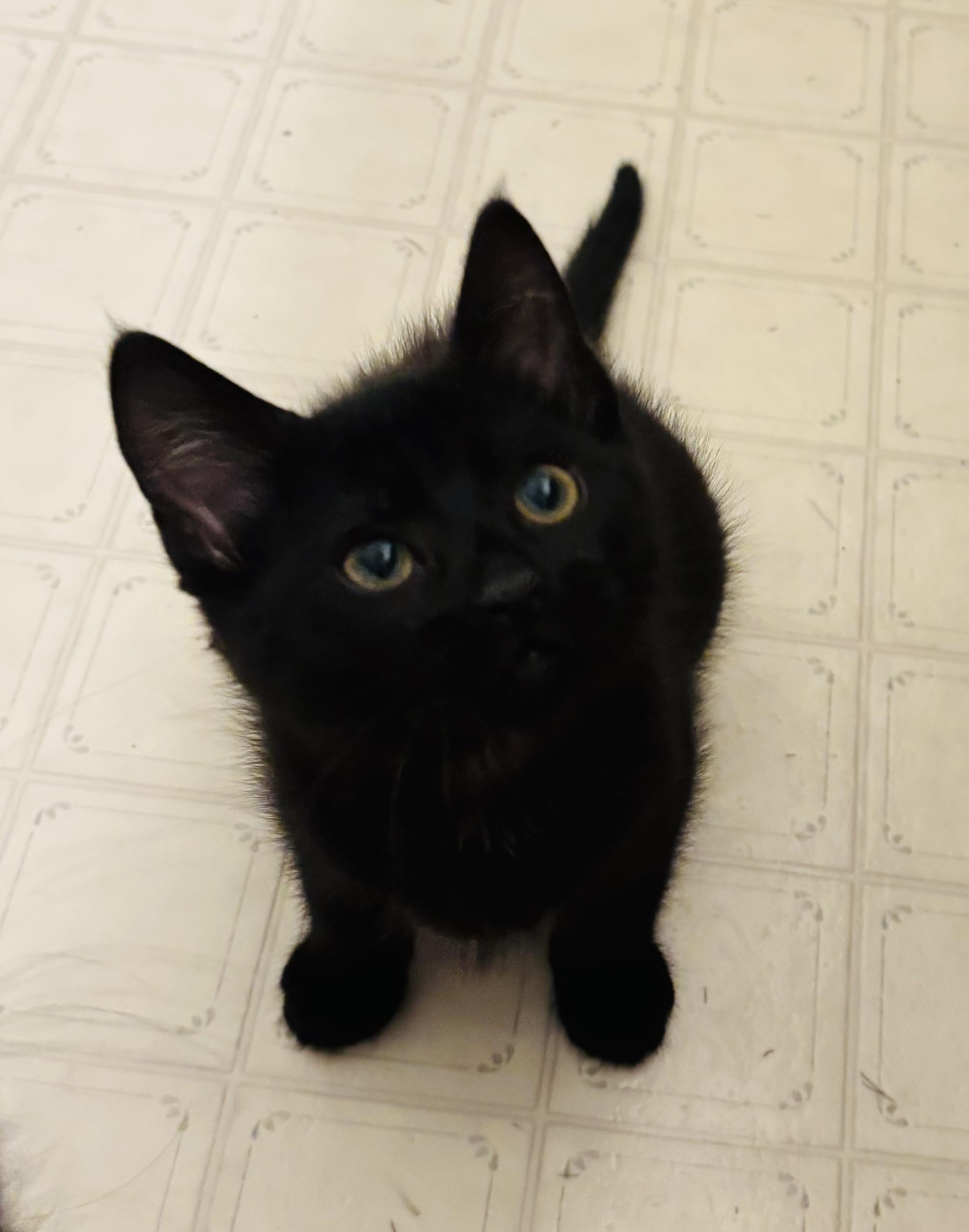 Cranberry Juice, a Adoptable Domestic Short Hair in Fruit Heights, UT image 6/6
