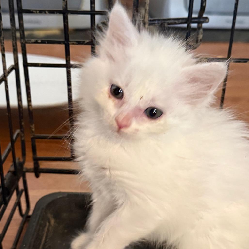 Brenda, Adoptable, Kitten Female Domestic Short Hair.