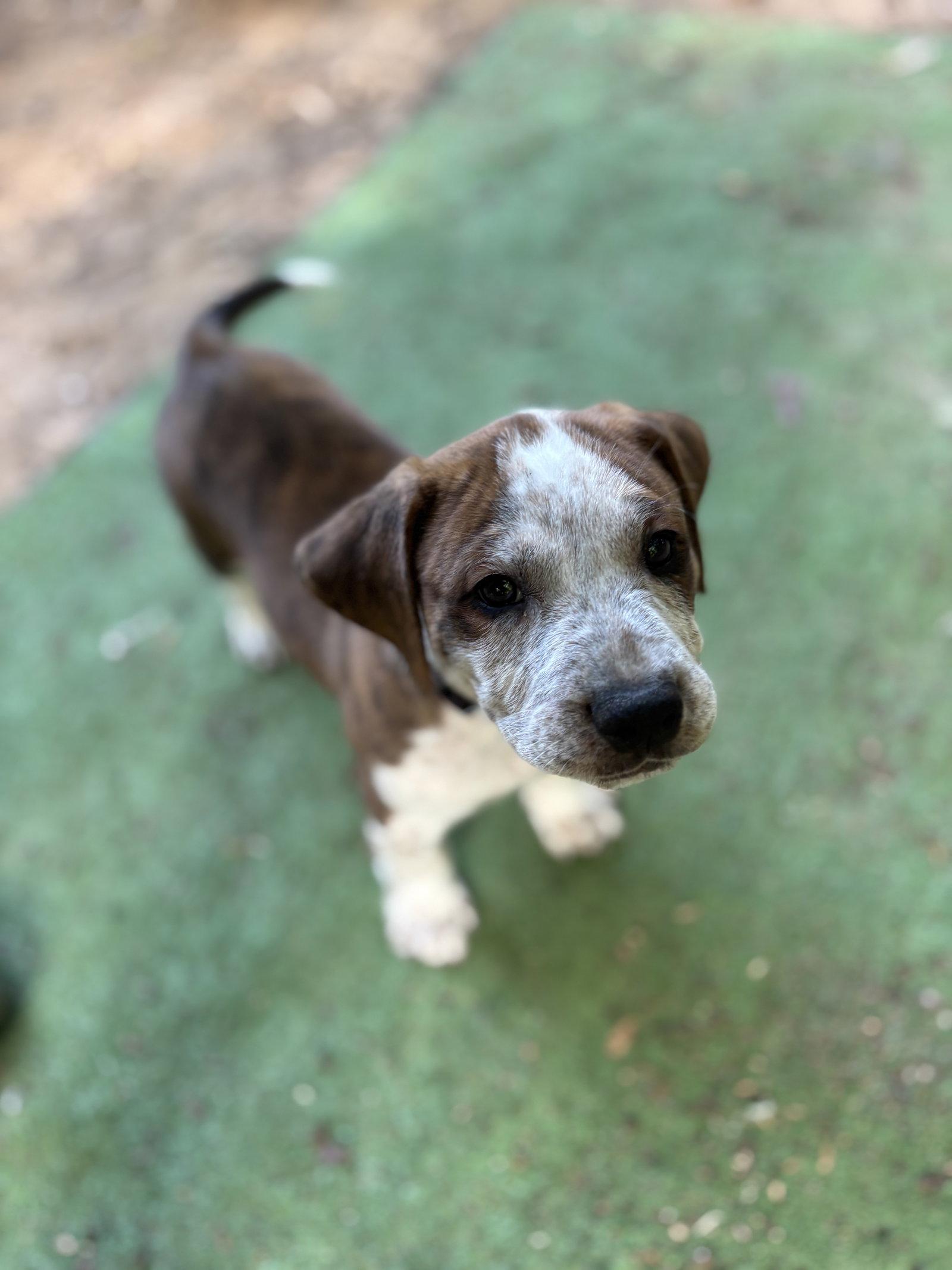 Enlarge Rowan, a Adoptable mixed breed in Auburn, GA image 1/3