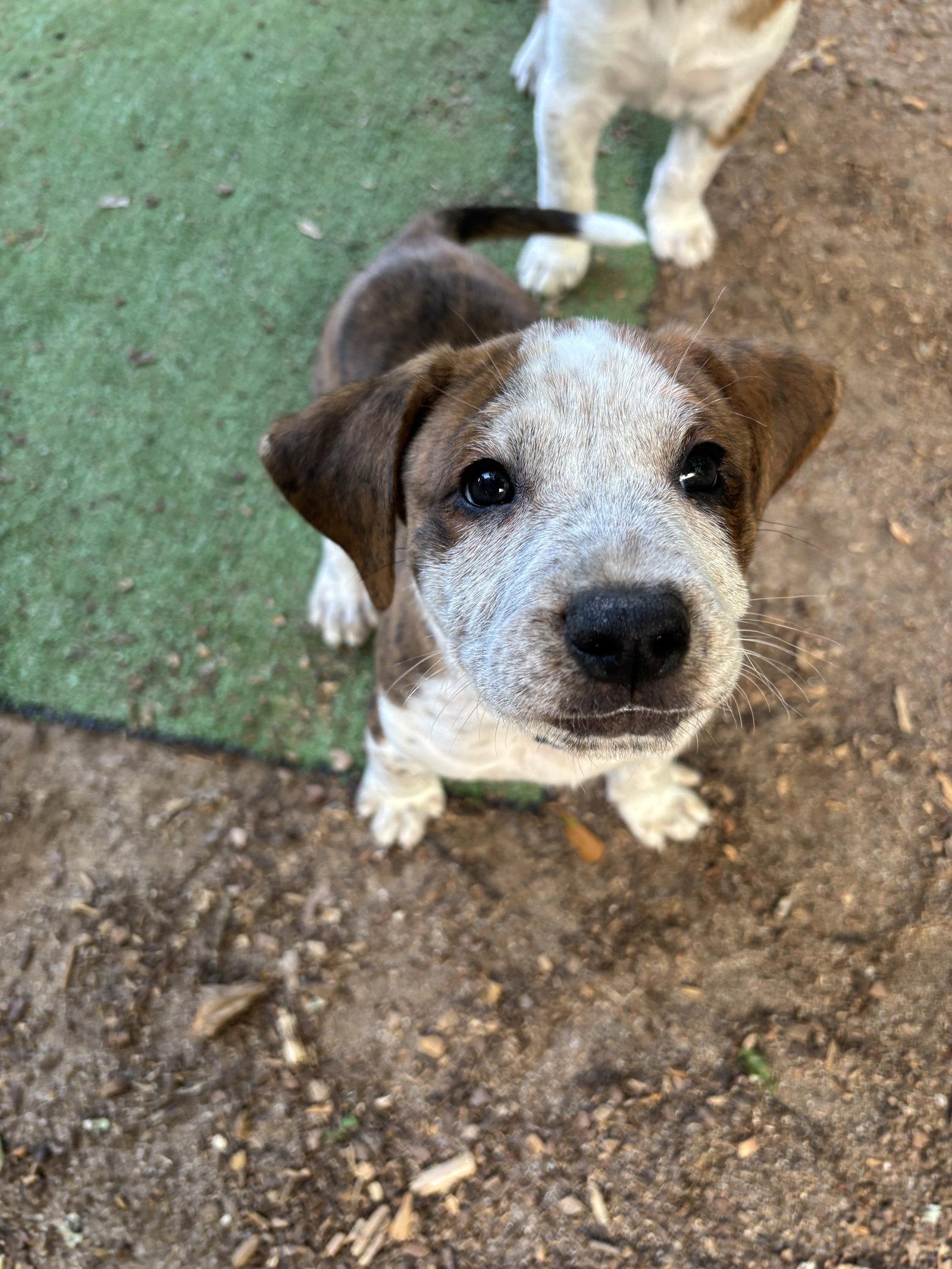 Enlarge Rowan, a Adoptable mixed breed in Auburn, GA image 2/3
