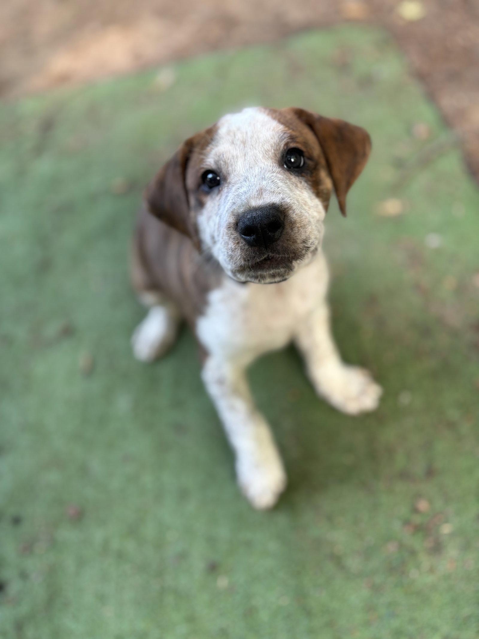 Enlarge Rowan, a Adoptable mixed breed in Auburn, GA image 3/3