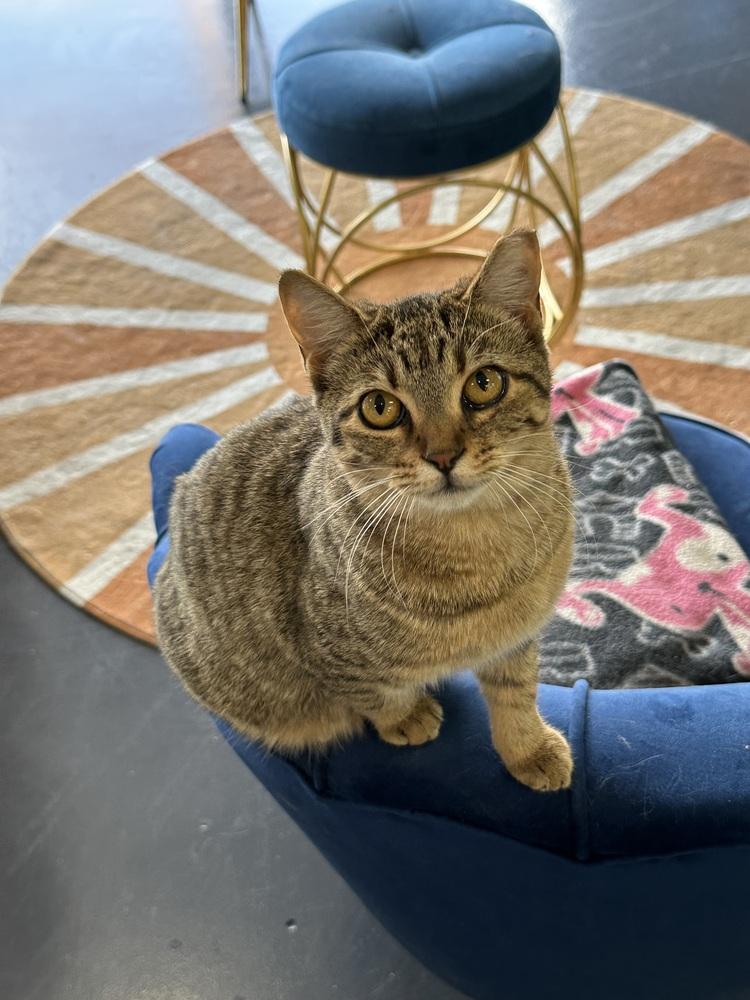 Enlarge Trouble, a Adoptable mixed breed in Lafayette, CO image 2/5