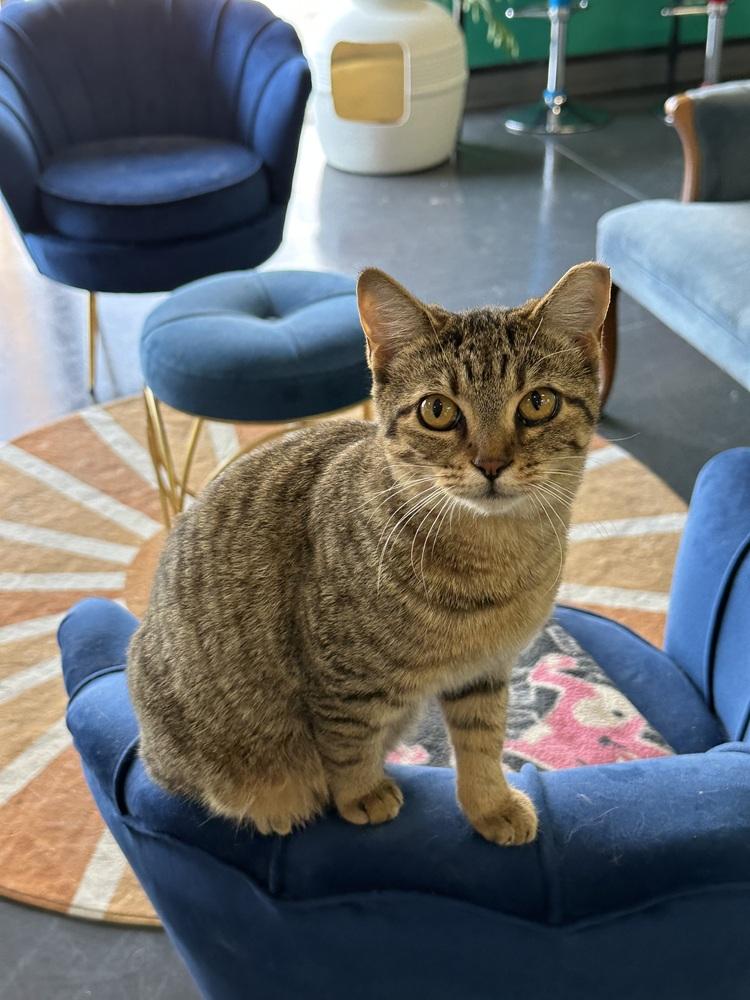 Enlarge Trouble, a Adoptable mixed breed in Lafayette, CO image 3/5