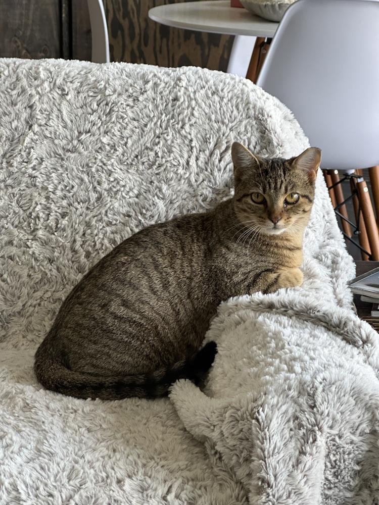 Enlarge Trouble, a Adoptable mixed breed in Lafayette, CO image 4/5