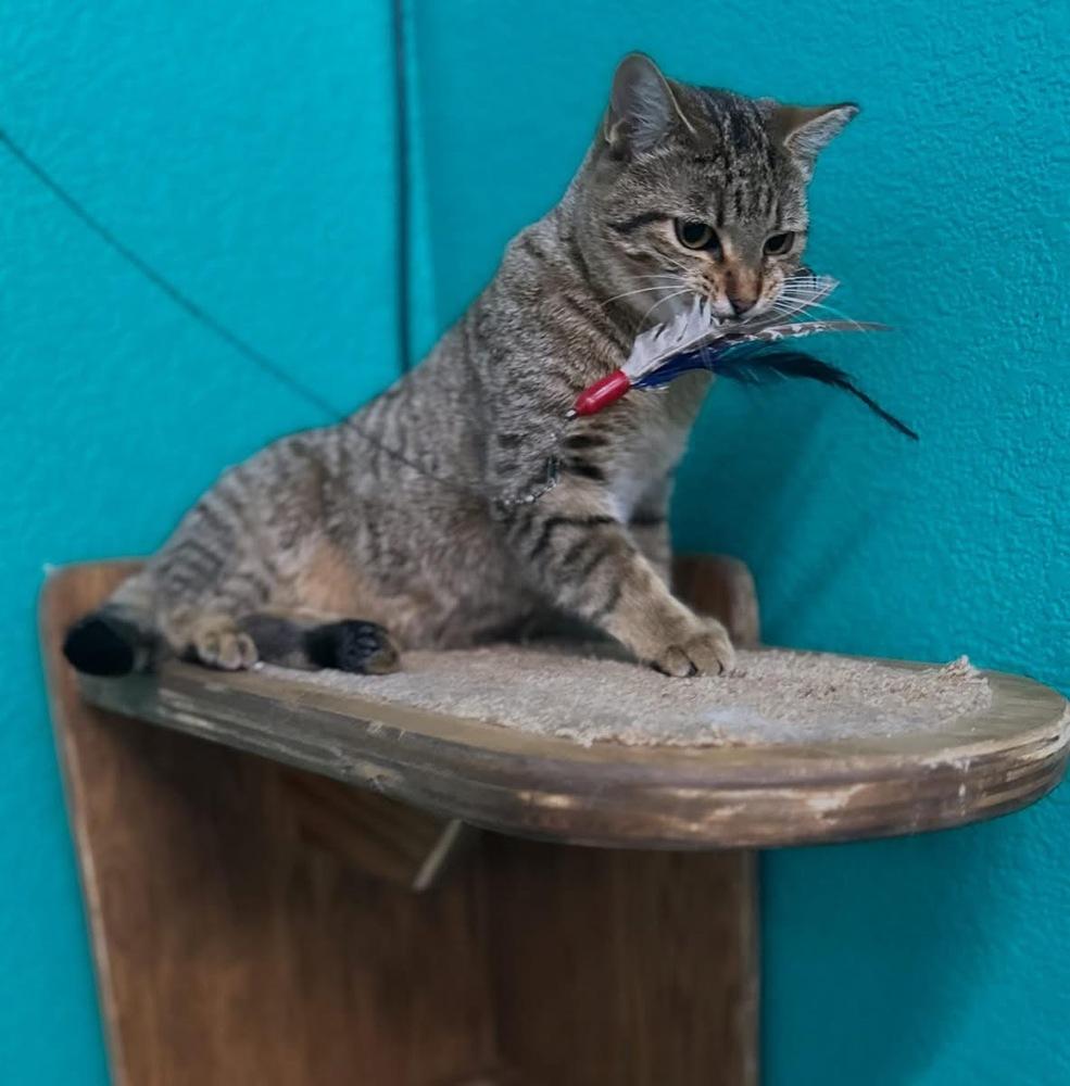 Trouble, Adoptable, Young Male Domestic Short Hair.