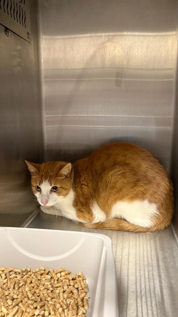 Jack Tabby, Adoptable, Adult Male Domestic Short Hair.