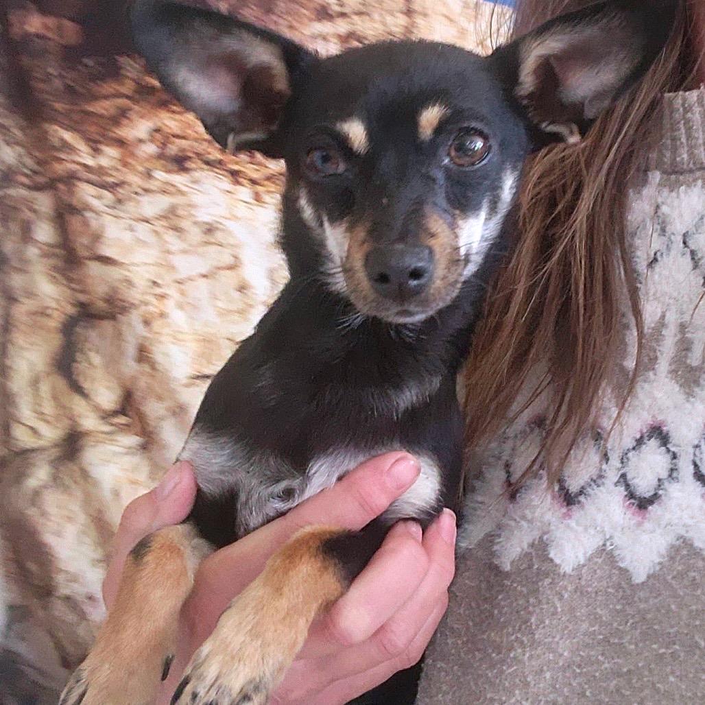 Sitka, Adoptable, Young Female Chihuahua.