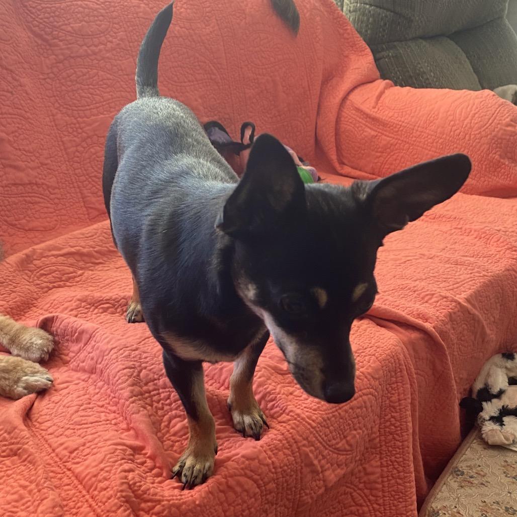Sitka, a Adoptable Chihuahua in Crystal, MN image 2/3