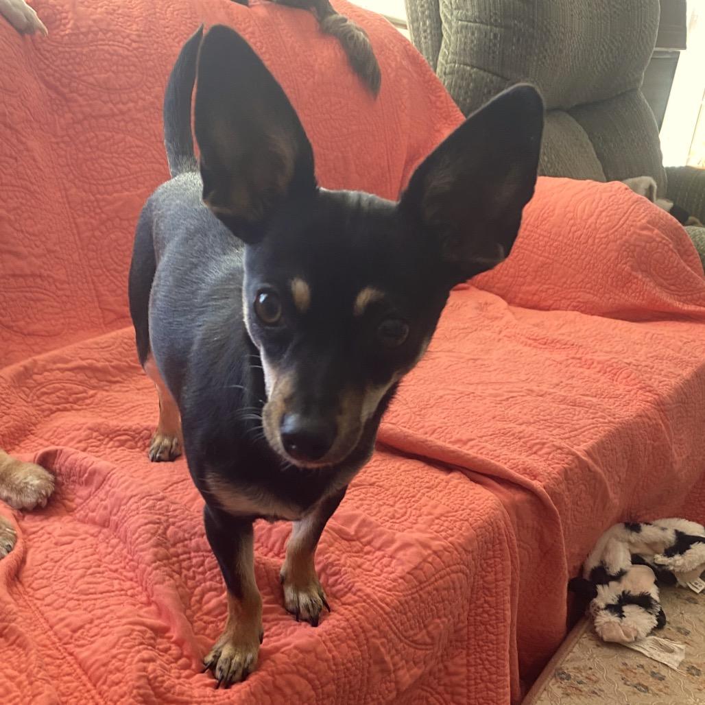 Sitka, a Adoptable Chihuahua in Crystal, MN image 3/3