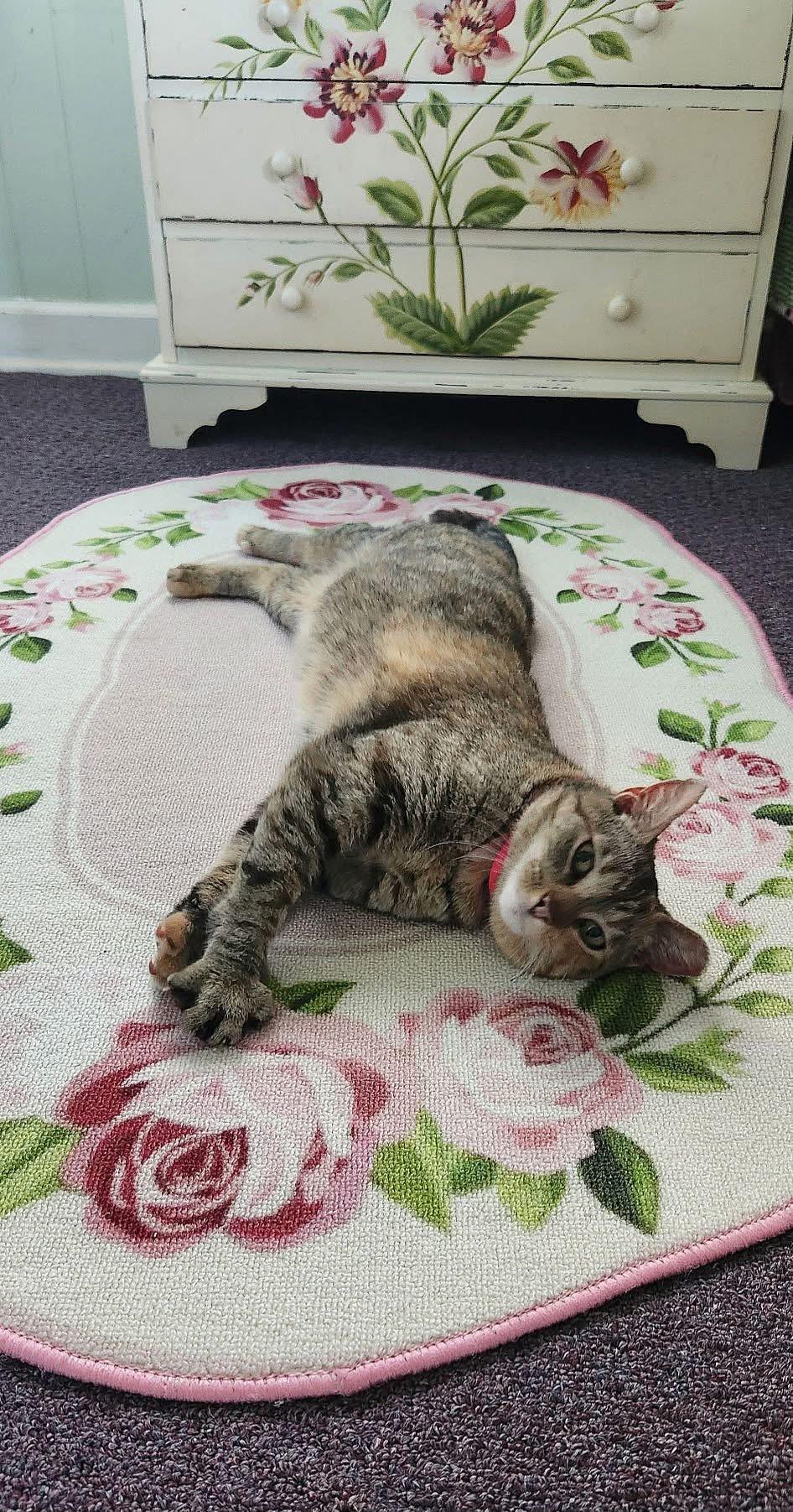 Tilly, adoptable, Adult Female Torbie.
