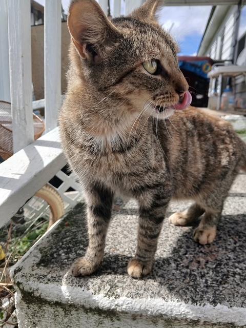 Tilly, Adoptable, Adult Female Torbie.