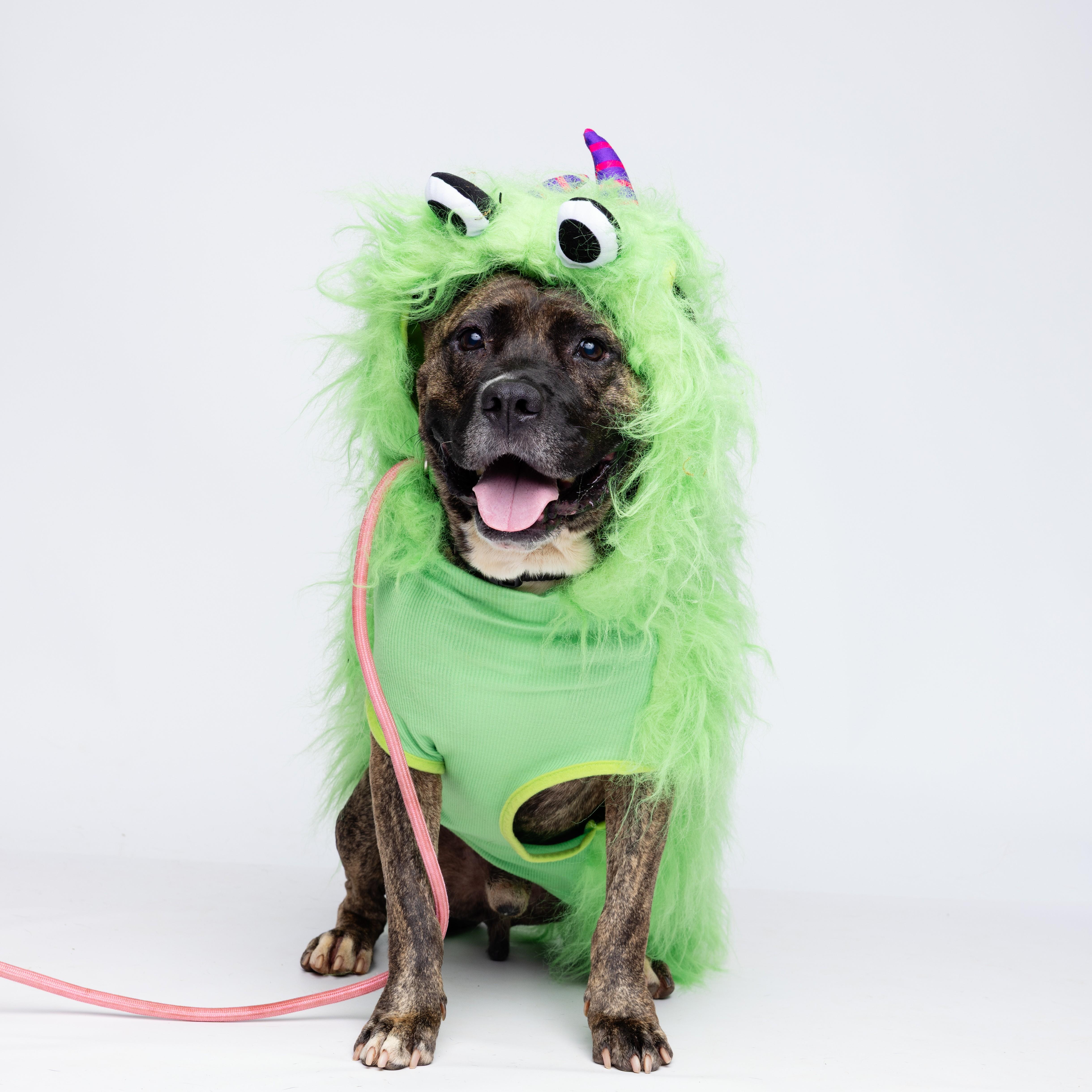 Lamar — thumbnail 3