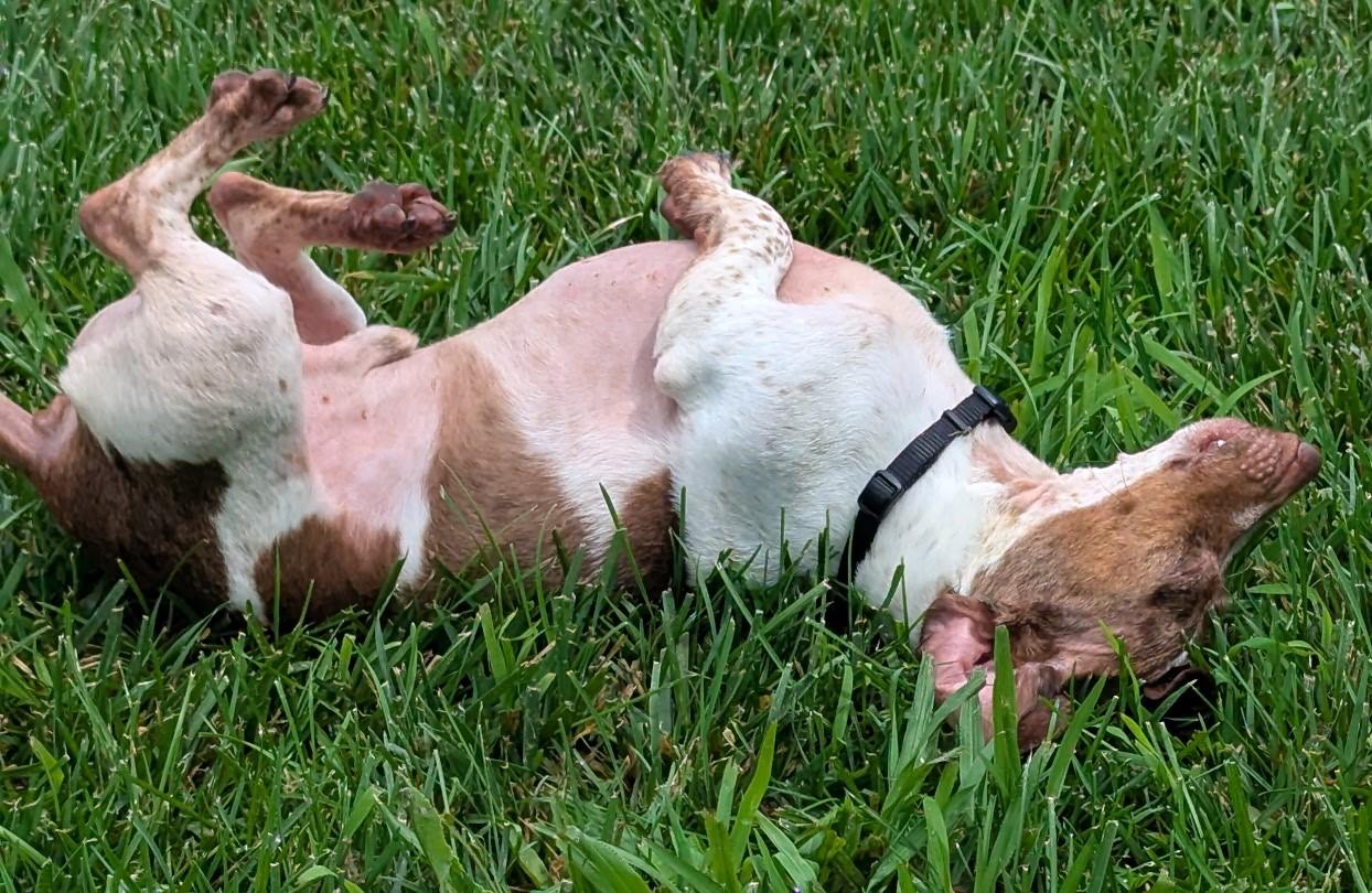Louie in TN photo 3