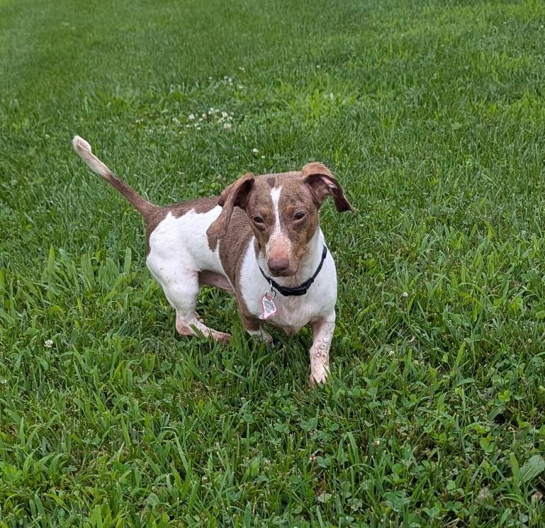 Louie in TN photo 5