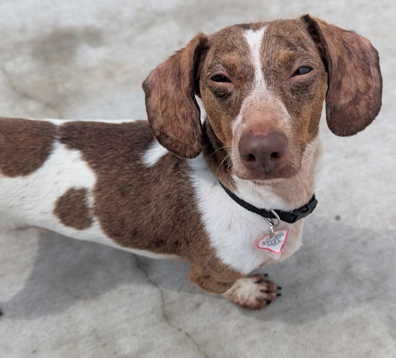 Louie in TN photo 2