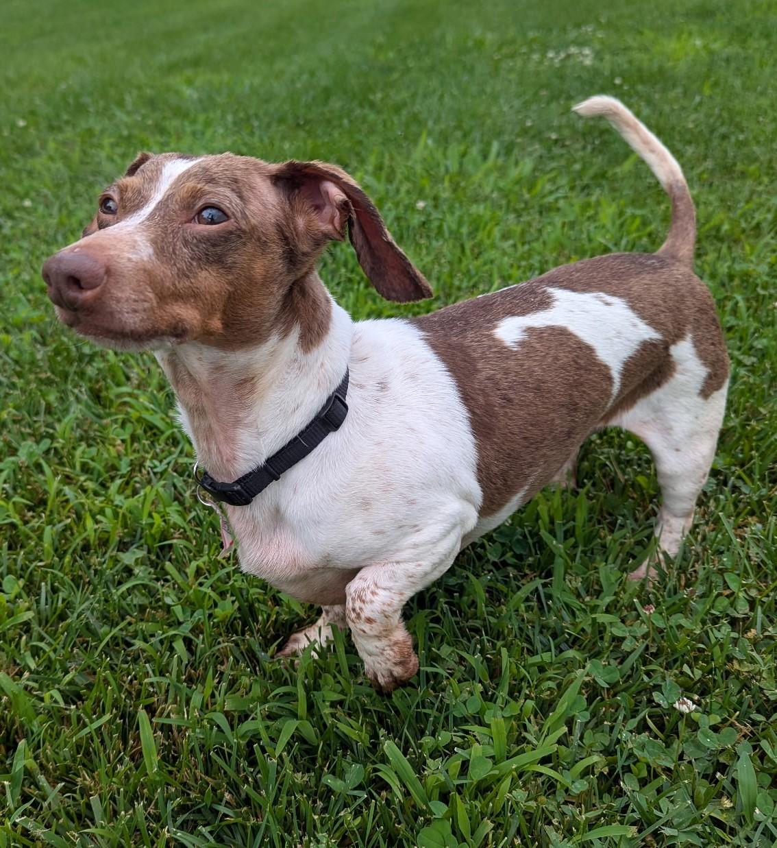 Louie in TN photo 4