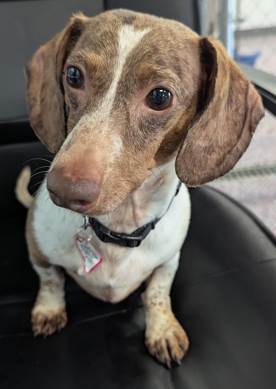 Louie in TN, Young Male Dachshund