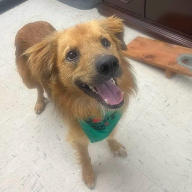 Enlarge Danny, a ADOPTABLE mixed breed in Harrodsburg, KY image 1/1