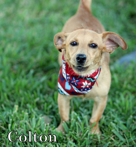 COLTON, Young Male Chihuahua