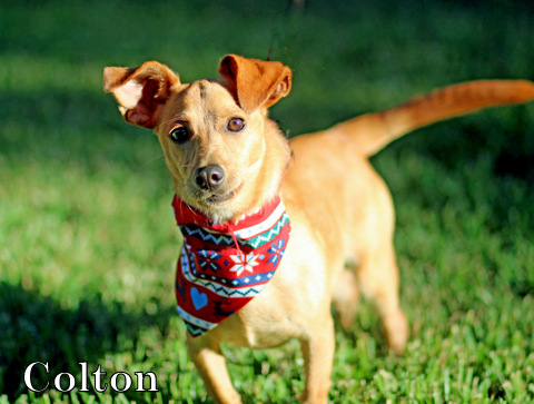 COLTON photo 4