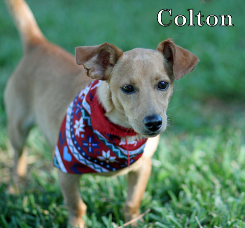 COLTON photo 2