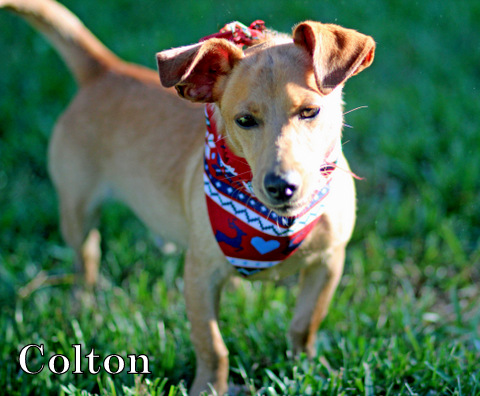 COLTON photo 5