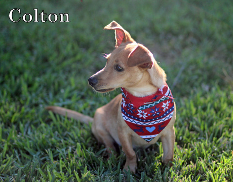 COLTON photo 3