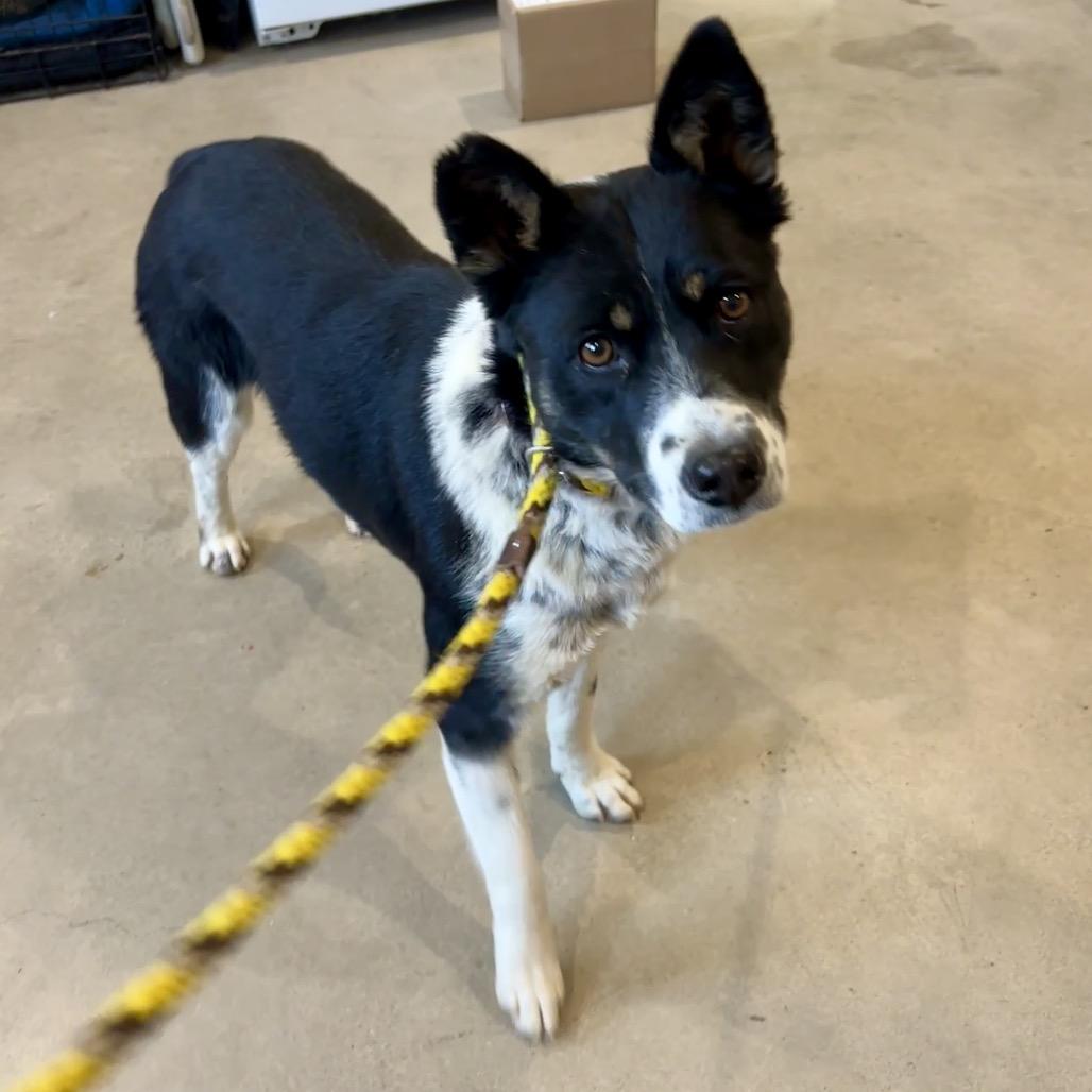 Enlarge Jade, a Adoptable mixed breed in Prescott, AZ image 1/6