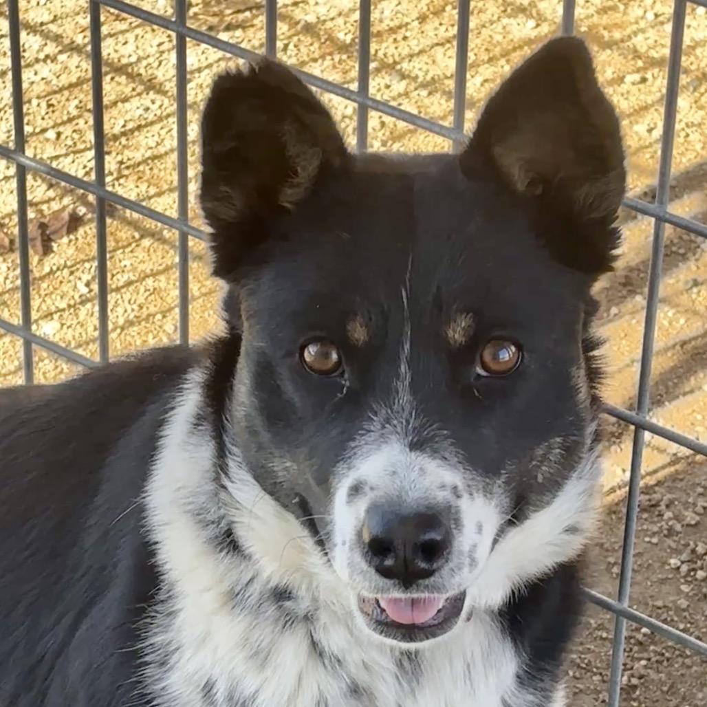 Enlarge Jade, a Adoptable mixed breed in Prescott, AZ image 5/6