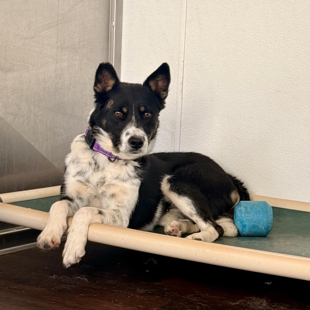 Enlarge Jade, a Adoptable mixed breed in Prescott, AZ image 6/6