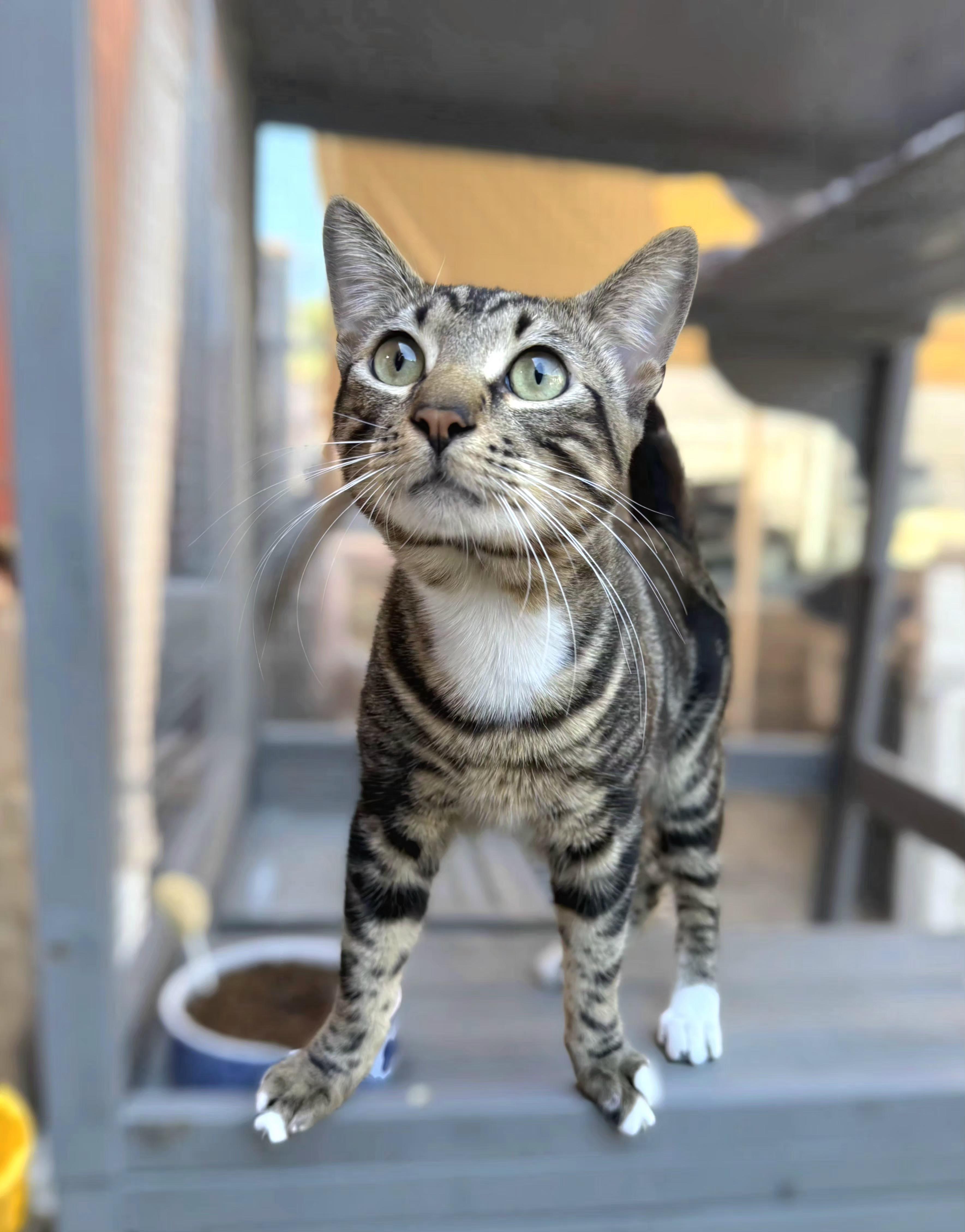 Enlarge Theodore, an adopted mixed breed in San Pedro, CA image 1/3