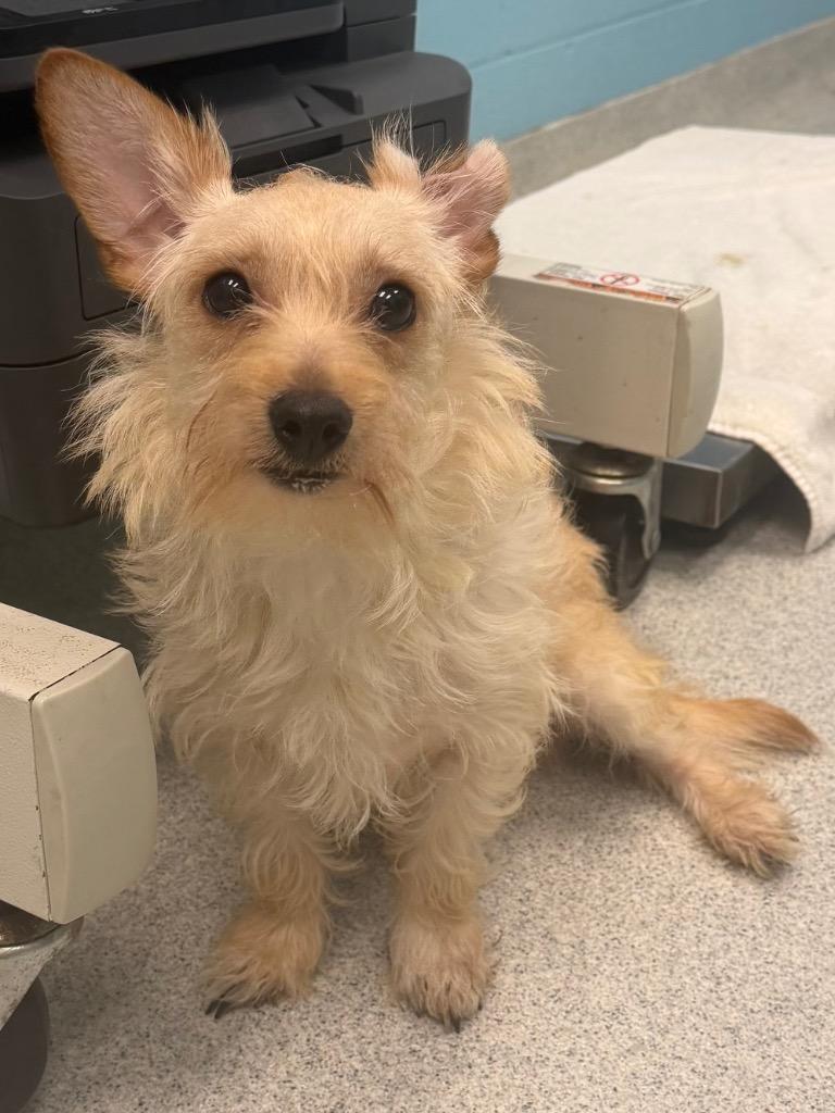 Enlarge Little Man, an adopted mixed breed in Frankfort, KY image 1/1