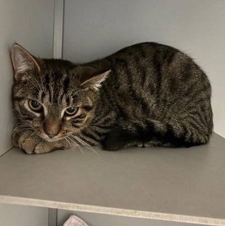 Fester, Adoptable, Young Male Domestic Short Hair.