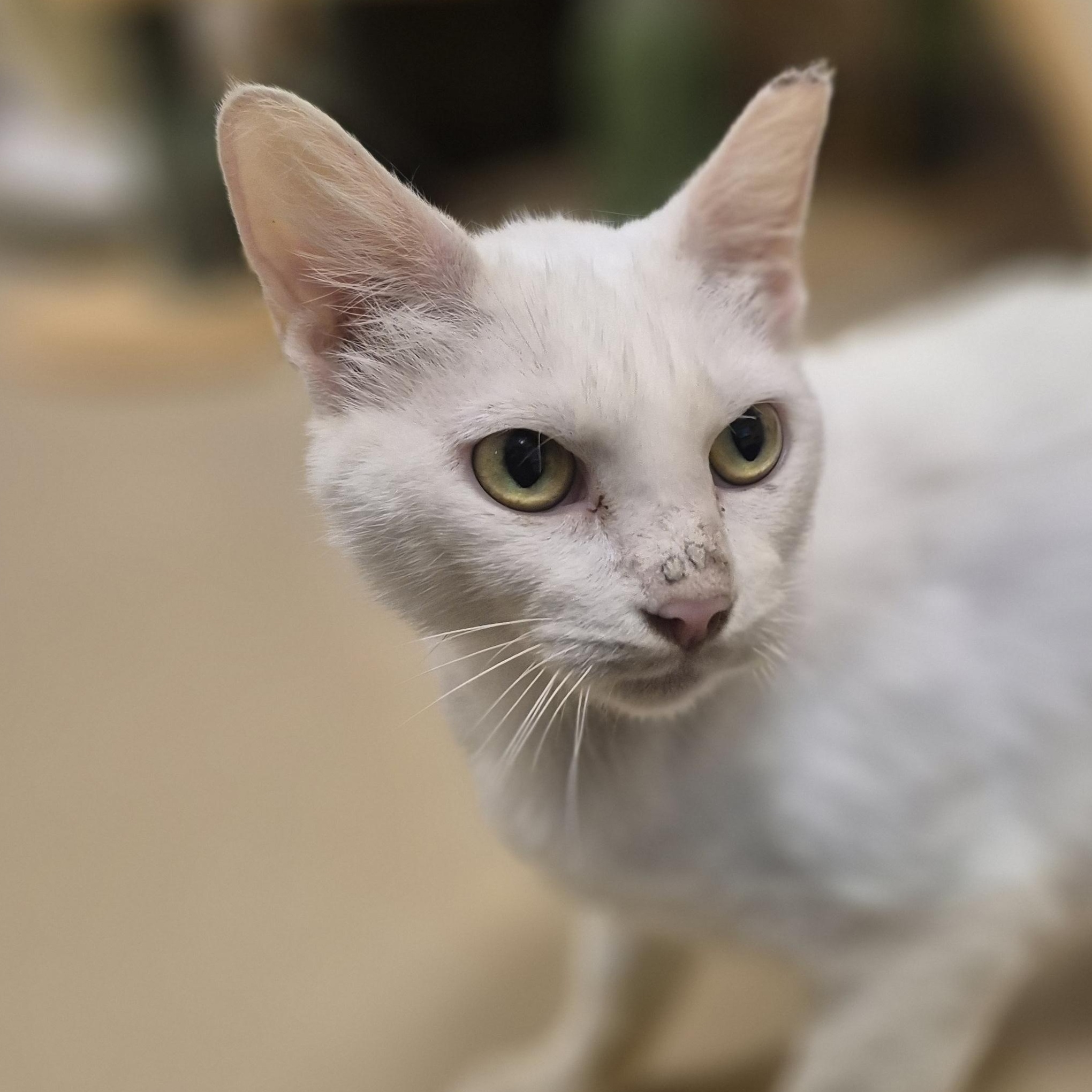 Lanfear, a ADOPTABLE Domestic Short Hair in Schertz, TX image 2/4