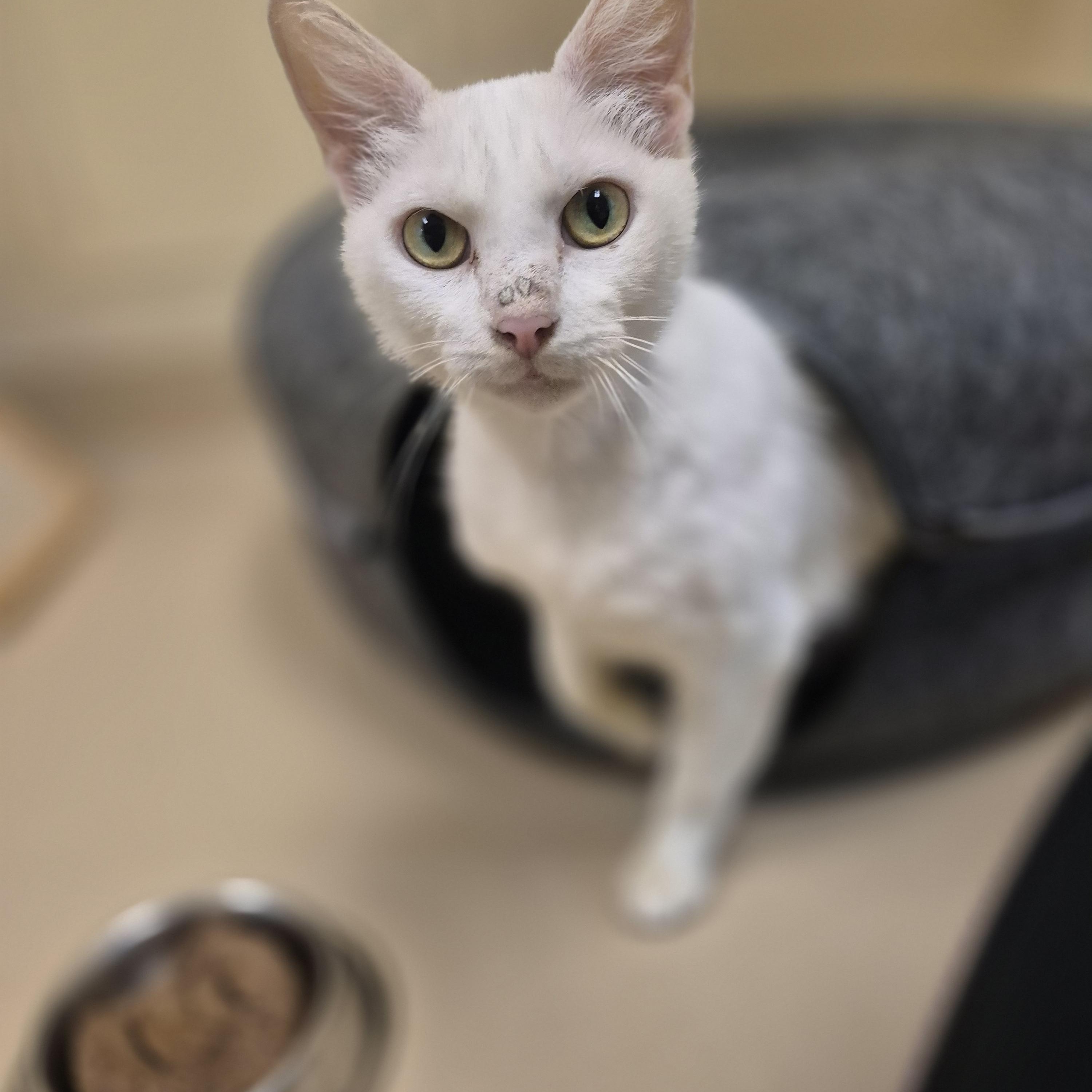 Lanfear, a ADOPTABLE Domestic Short Hair in Schertz, TX image 4/4