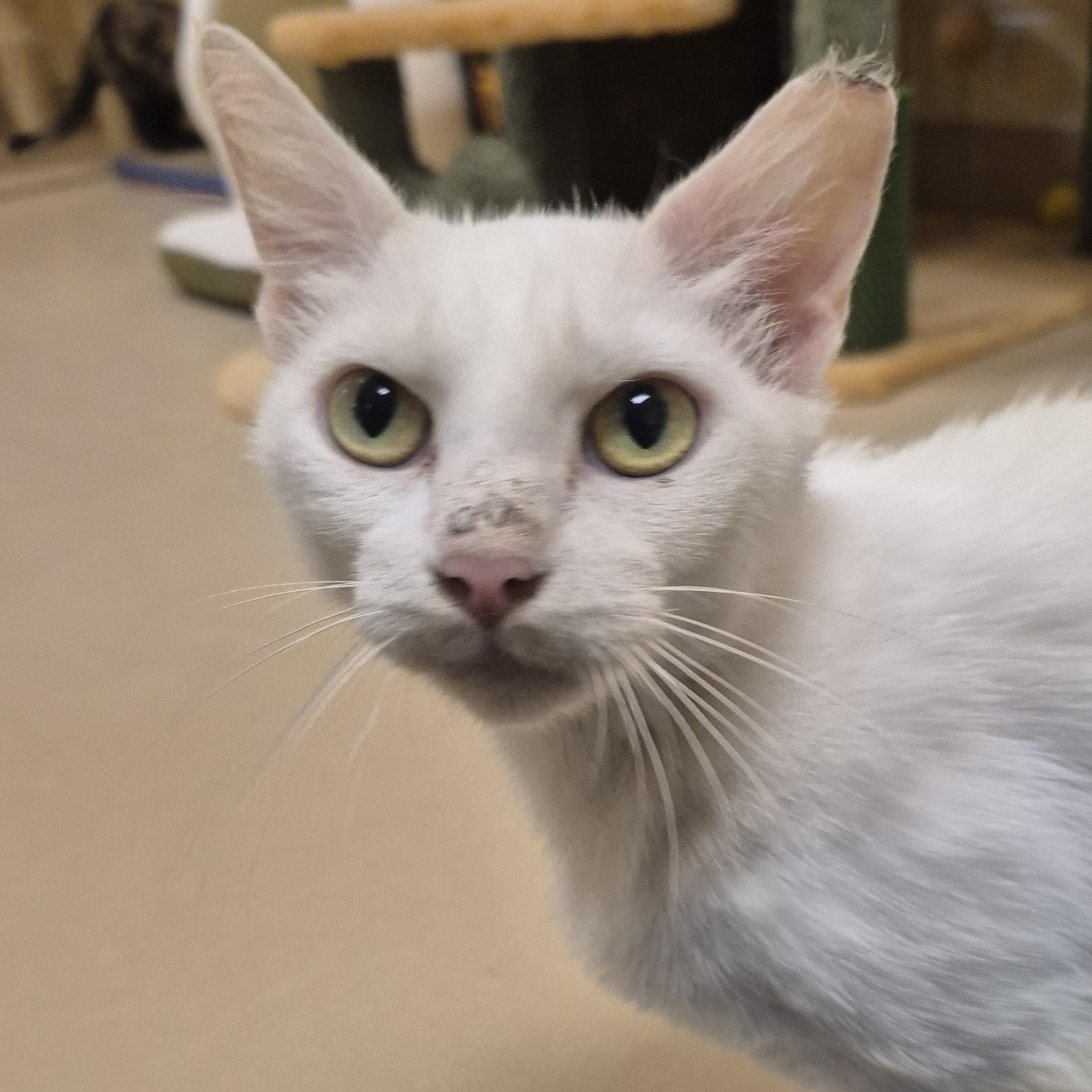 Lanfear, ADOPTABLE, Adult Female Domestic Short Hair.