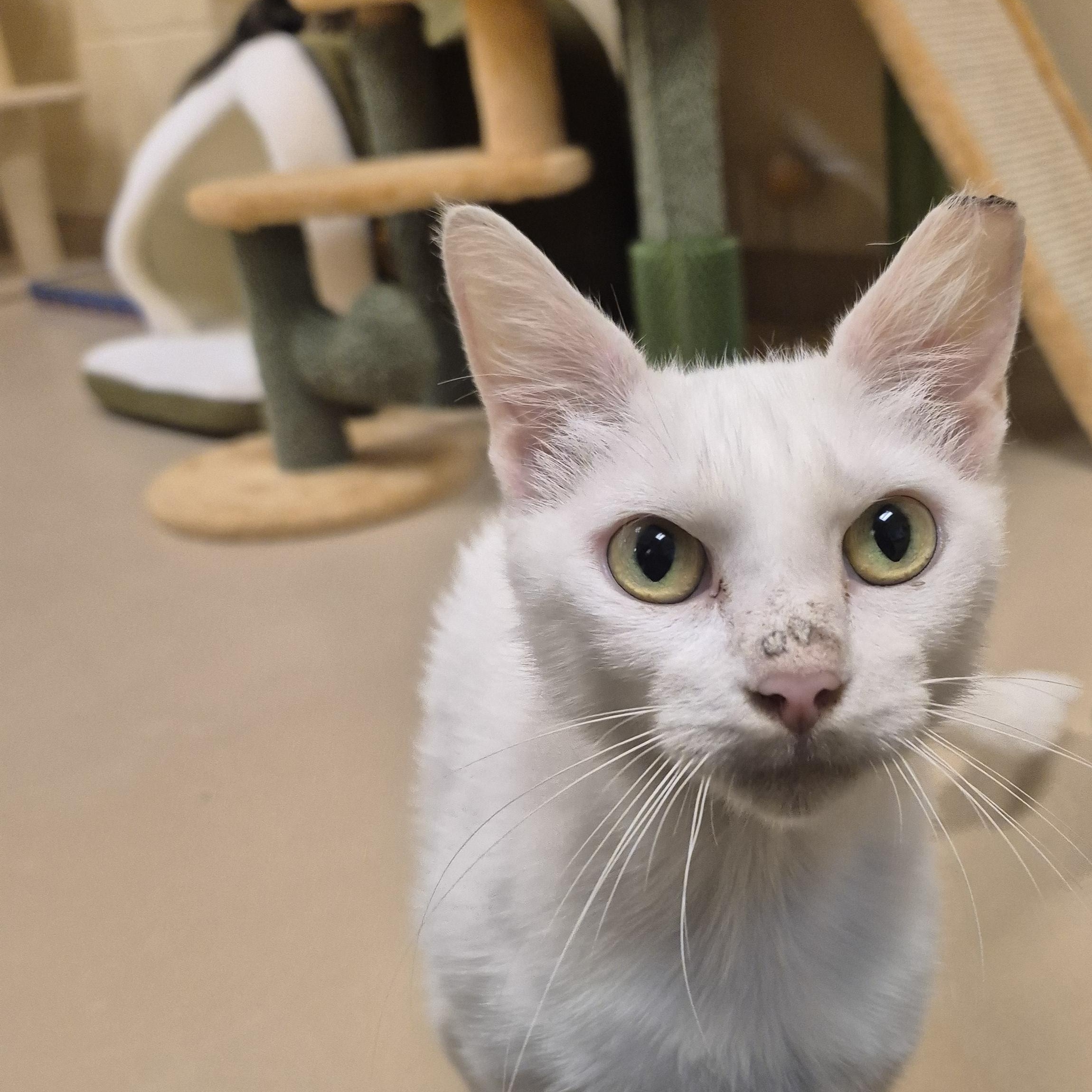 Lanfear, a ADOPTABLE Domestic Short Hair in Schertz, TX image 3/4