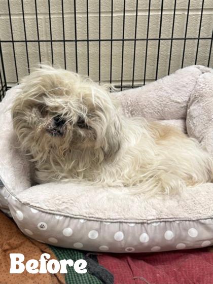 Gorby, an adopted Shih Tzu in Valparaiso, IN image 2/2
