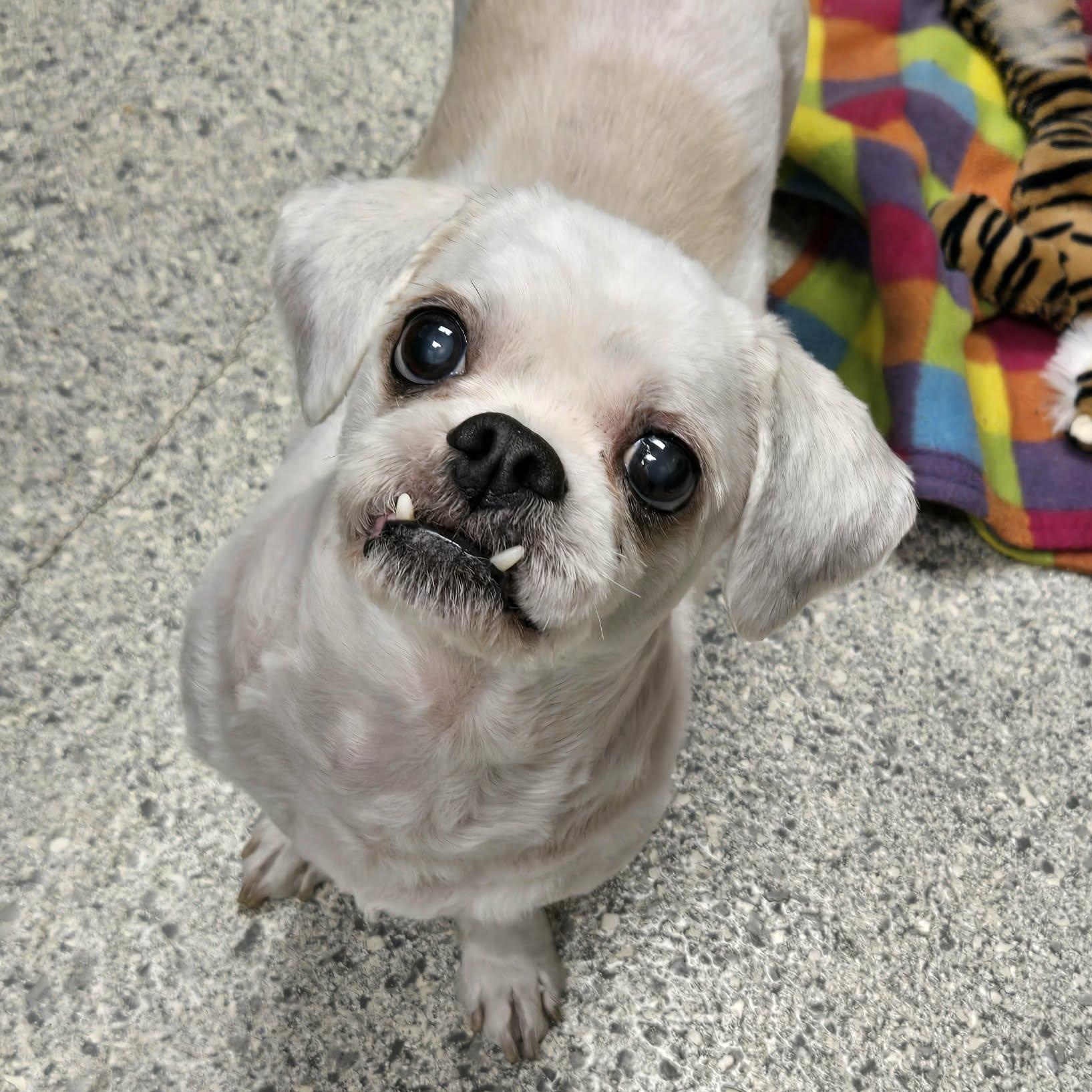 Gorby, an adopted Shih Tzu in Valparaiso, IN image 1/2