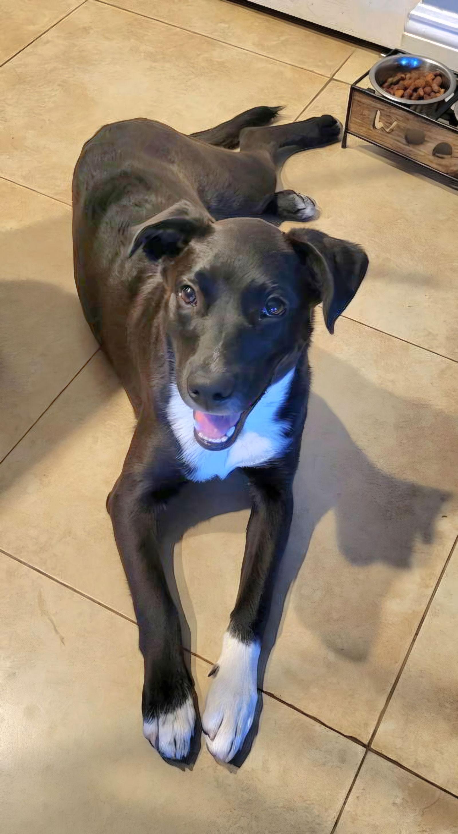 Piper, Adoptable, Young Female Labrador Retriever & Australian Cattle Dog / Blue Heeler.