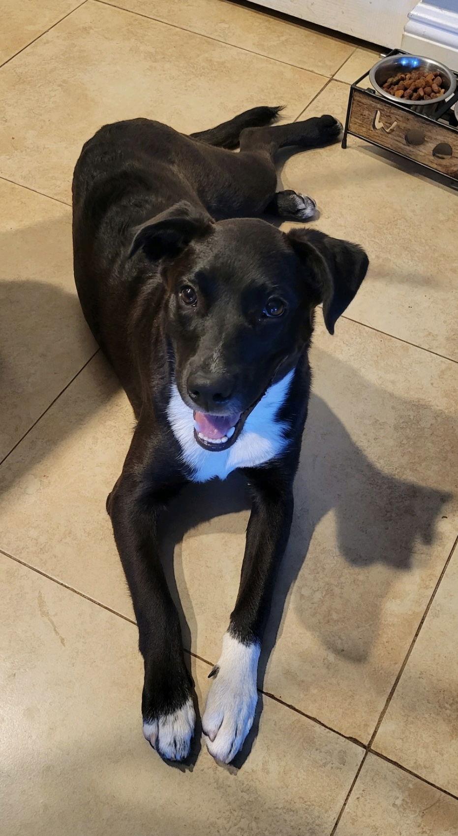 Piper, a Adoptable mixed breed in Royal Palm Beach, FL image 1/3