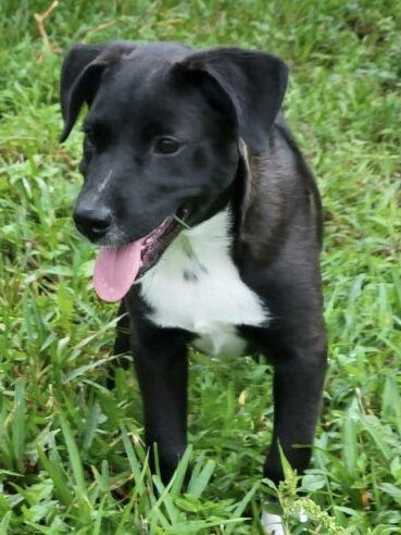 Piper, a Adoptable mixed breed in Royal Palm Beach, FL image 2/3