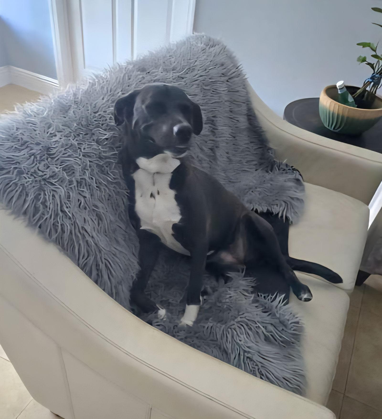 Piper, a Adoptable mixed breed in Royal Palm Beach, FL image 3/3