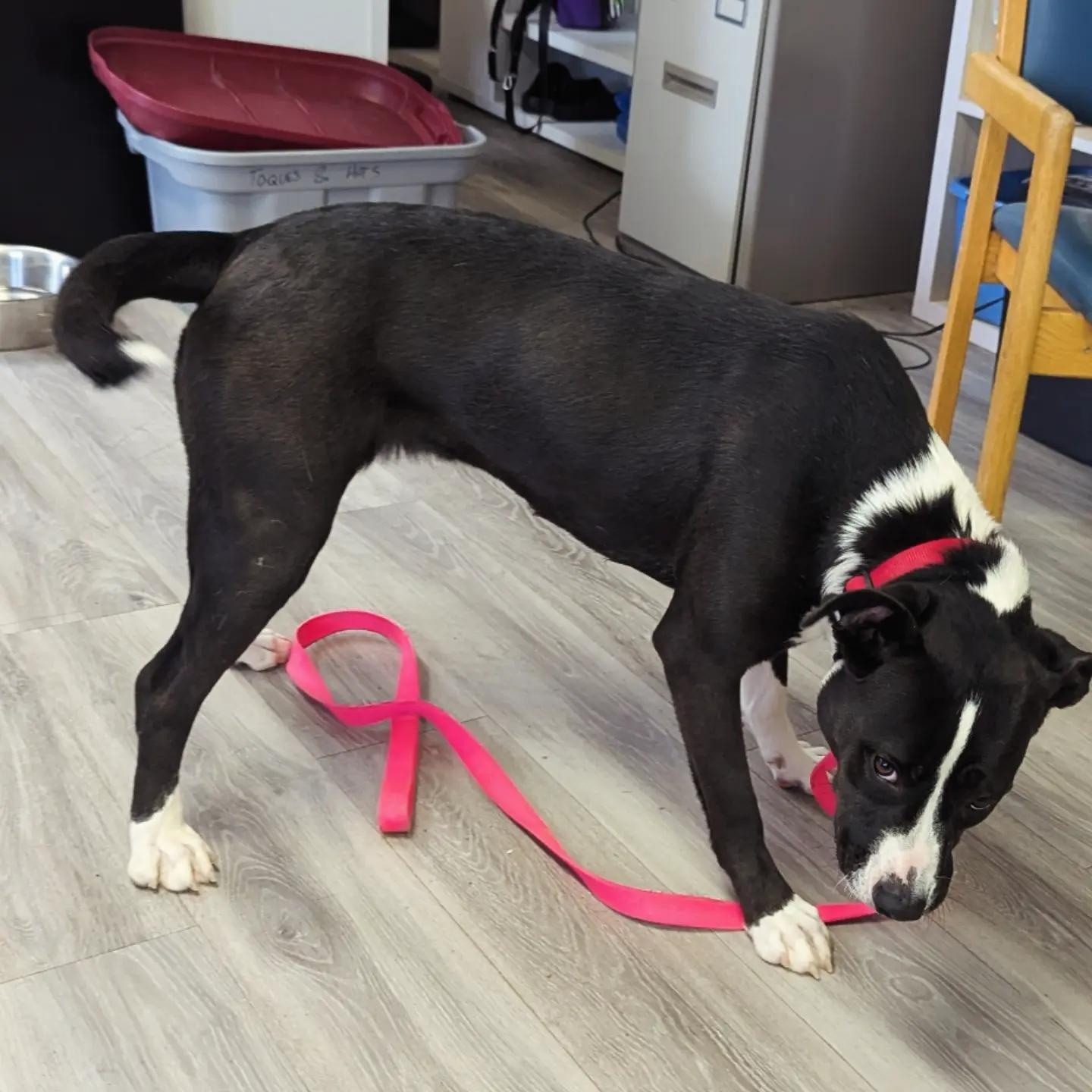 Enlarge Bella, a ADOPTABLE mixed breed in Morden, MB image 3/6