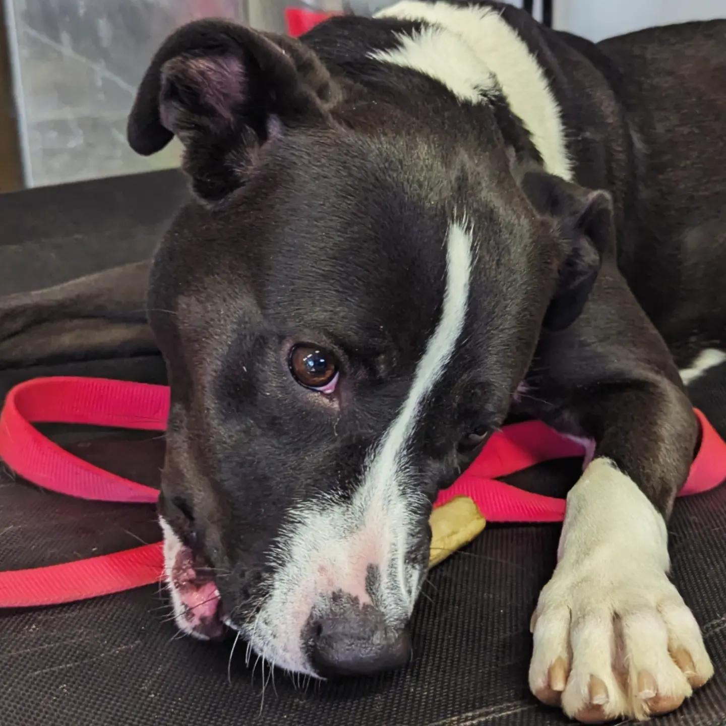 Enlarge Bella, a ADOPTABLE mixed breed in Morden, MB image 6/6