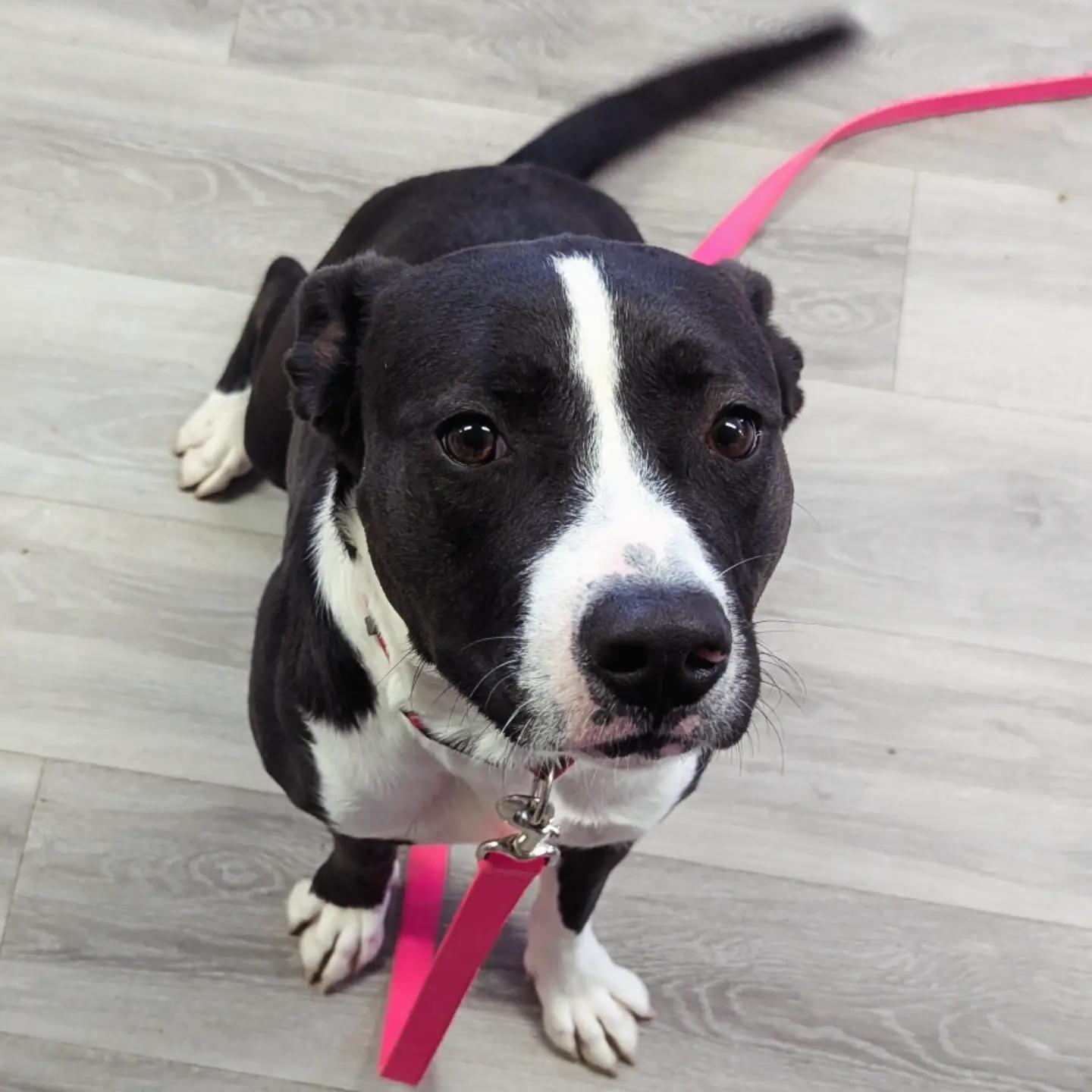 Enlarge Bella, a ADOPTABLE mixed breed in Morden, MB image 1/6