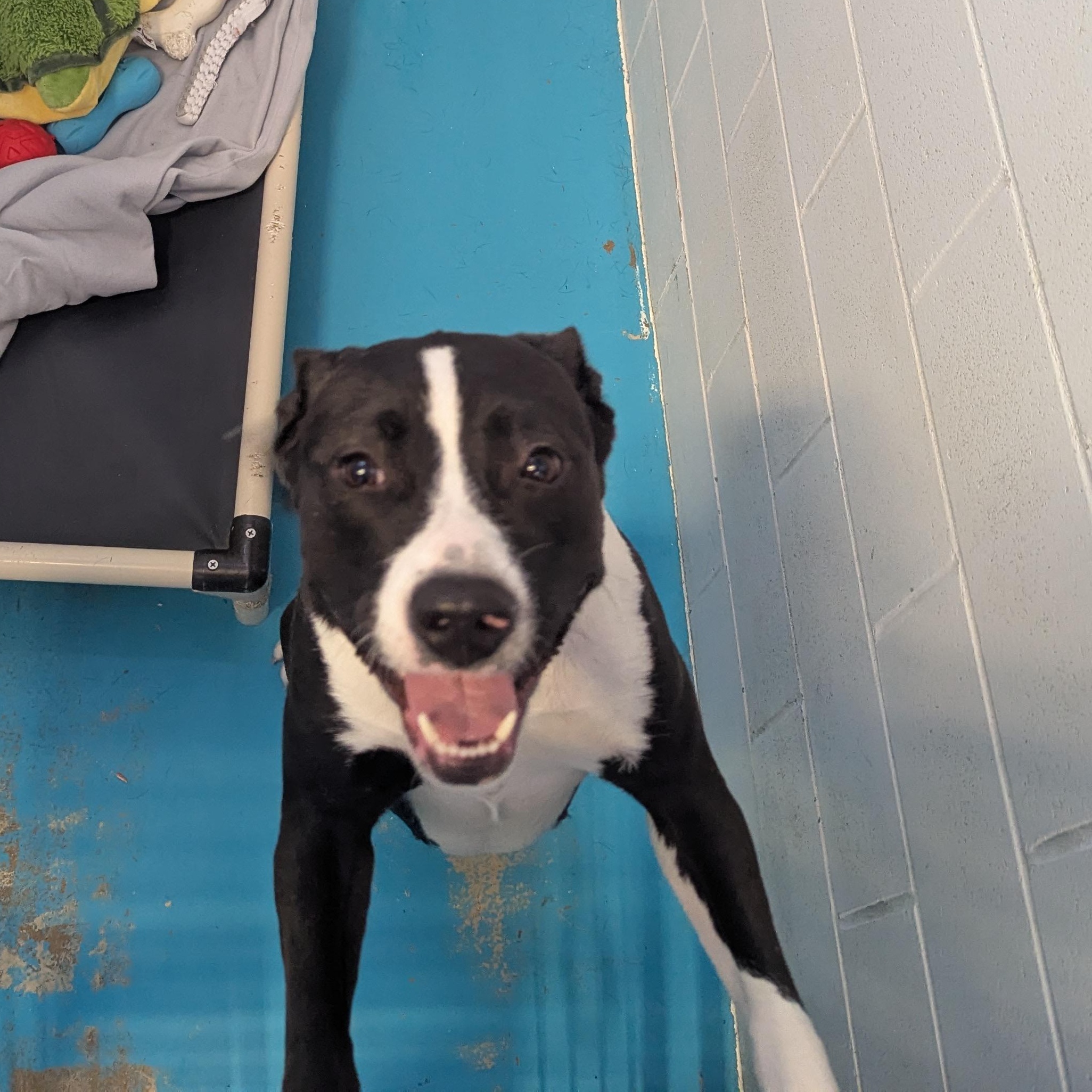 Enlarge Bella, a ADOPTABLE mixed breed in Morden, MB image 2/6